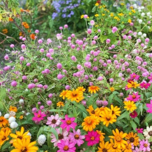 一年草】ってどんな植物？特徴や定番の品種、二年草・多年草との違い 