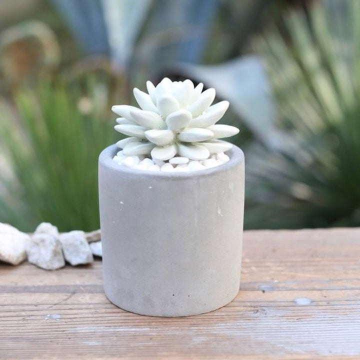 ディフューザーダルトンDULTONアロエフレグランスディフューザー多肉植物アロエ