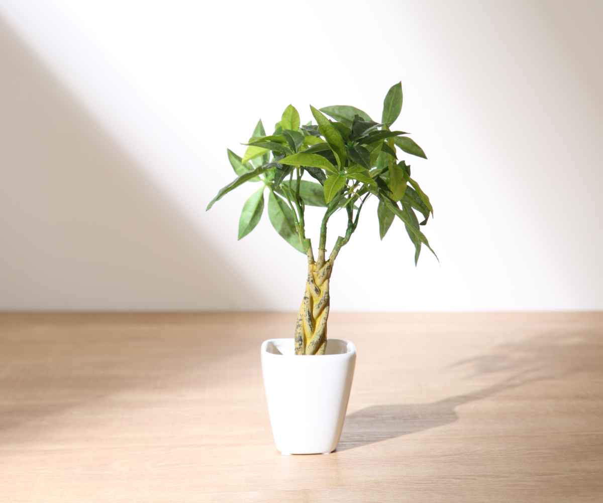 人工観葉植物 パキラ 27cm 観葉植物 造花 光触媒 – ハウジー