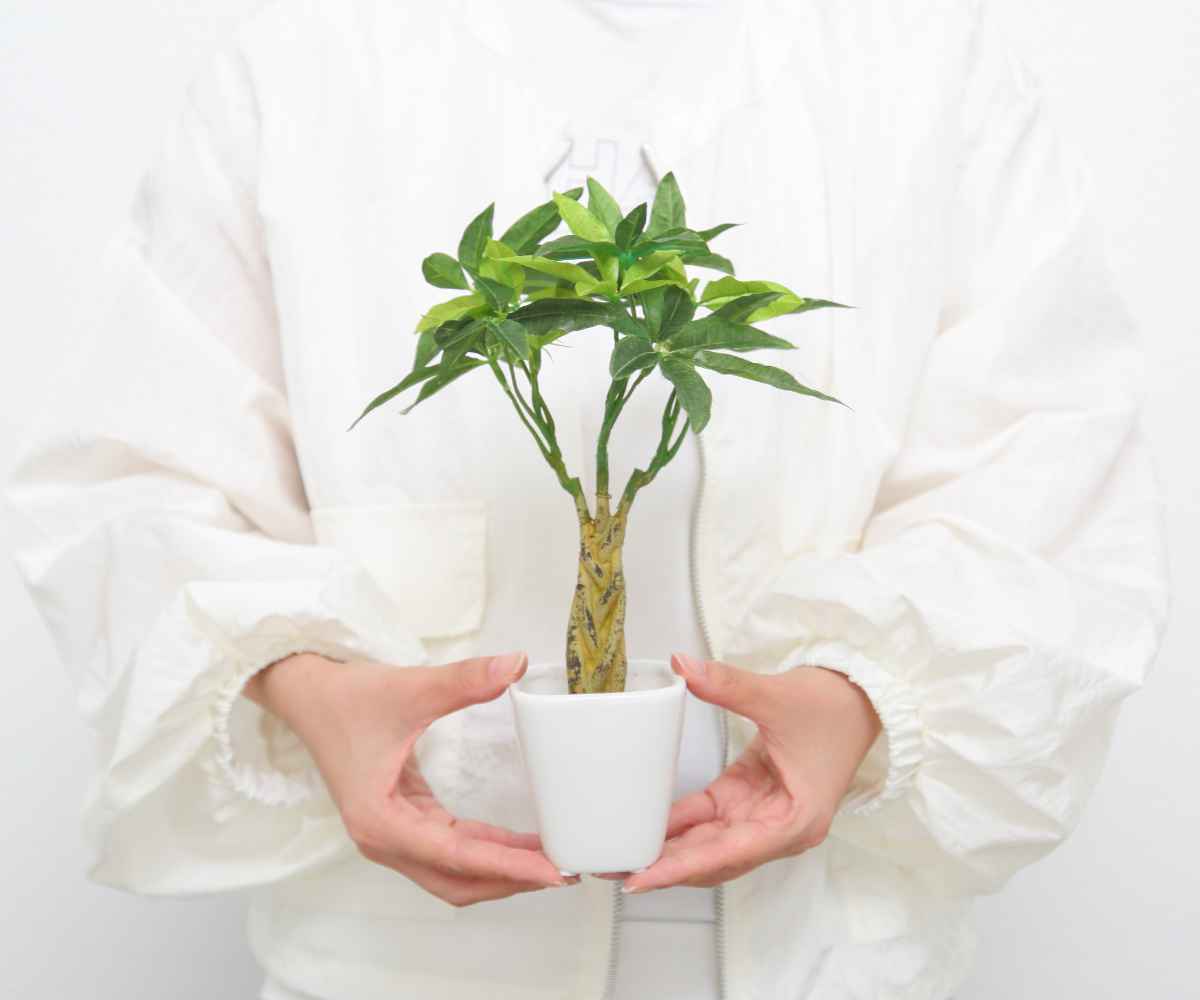 人工観葉植物 パキラ 27cm 観葉植物 造花 光触媒 – ハウジー
