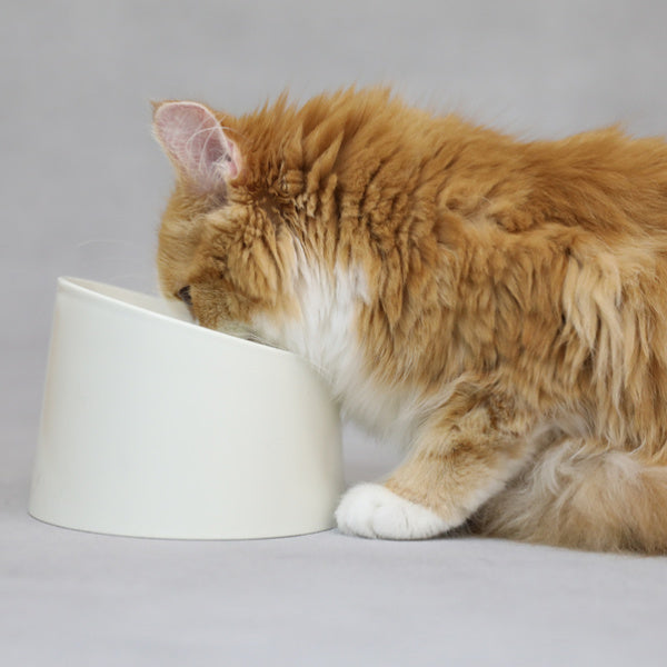 ペット食器撥水ペット容器PeDISH2電子レンジ対応猫ねこ