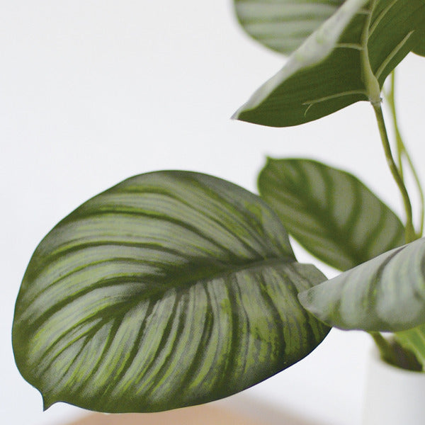 フェイクグリーン カラテア L 人工観葉植物 エクリア – ハウジー