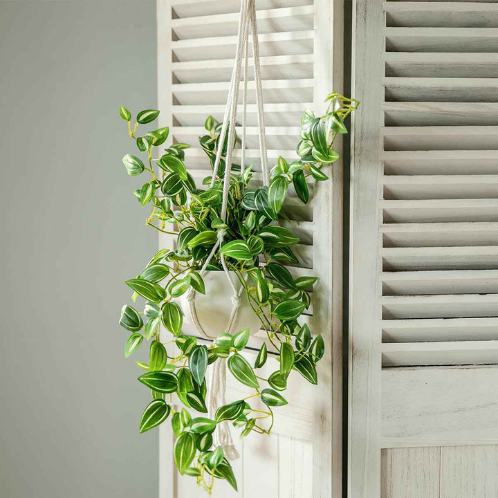 フェイクグリーンセブリナエクリアハンギング