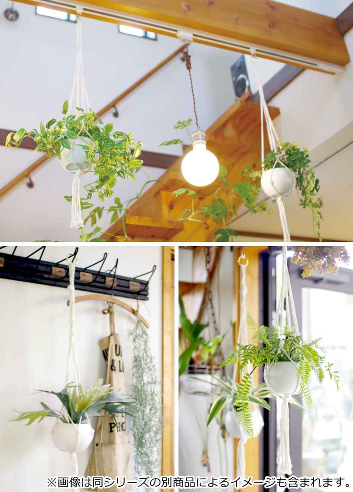フェイクグリーンビカクシダエクリアハンギング