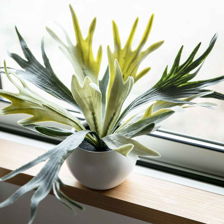 フェイクグリーンビカクシダエクリアハンギング