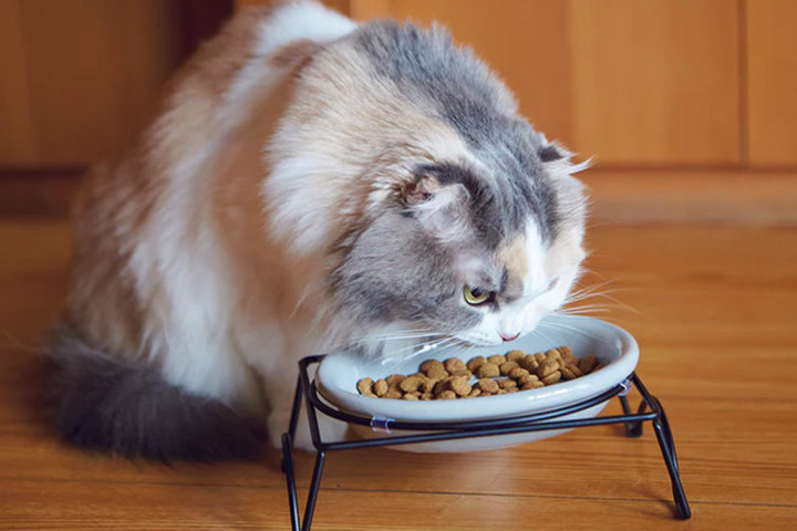 猫猫用食器ボウルシングルセットAppeTITアペティCATOVAL200mlネコオーバル食器台