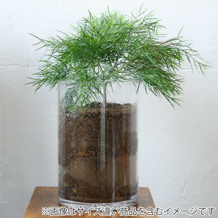花瓶割れないガラスPVシリンダー直径12×高さ10cm