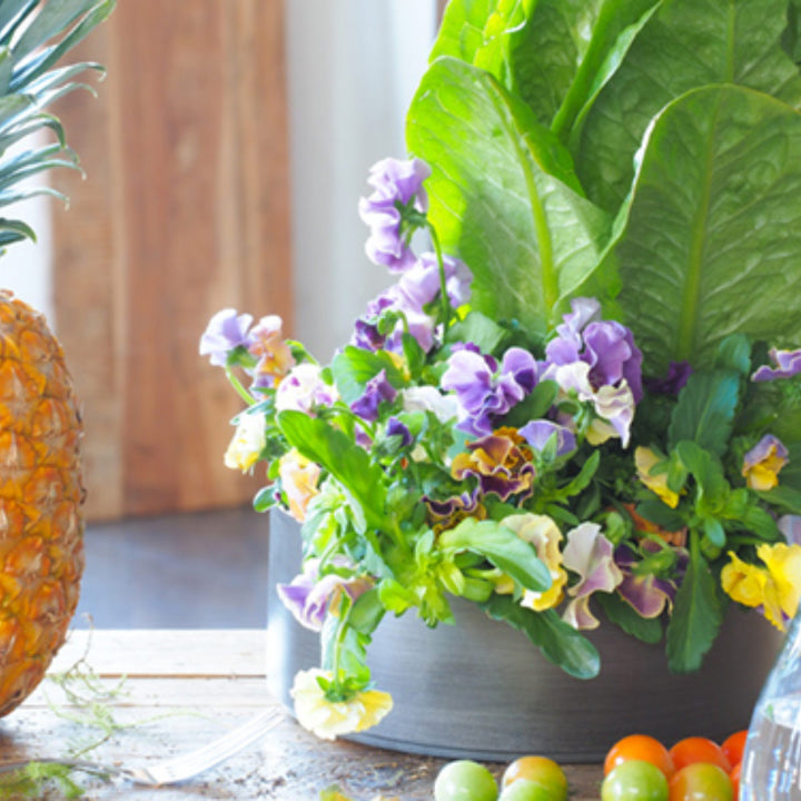 花瓶MC浅型円柱直径20×高さ8cm