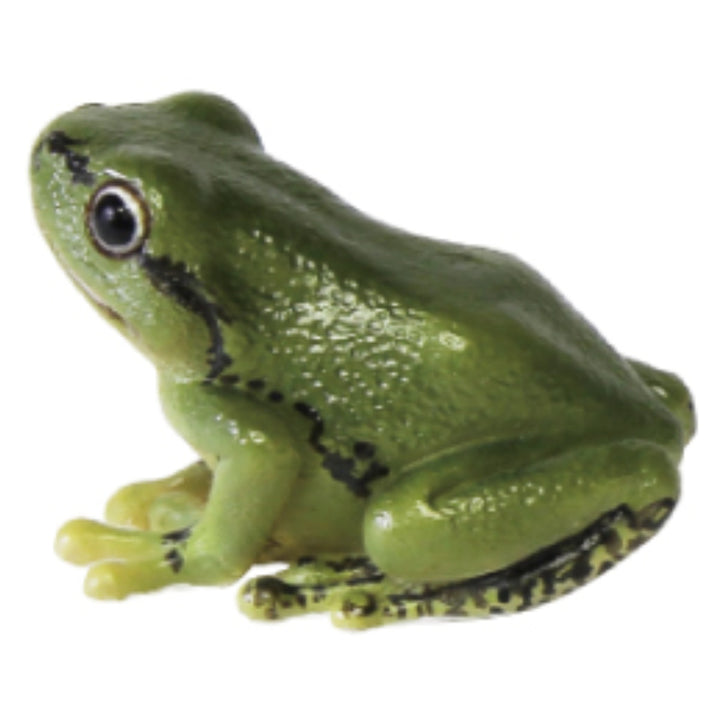 TREEFROG