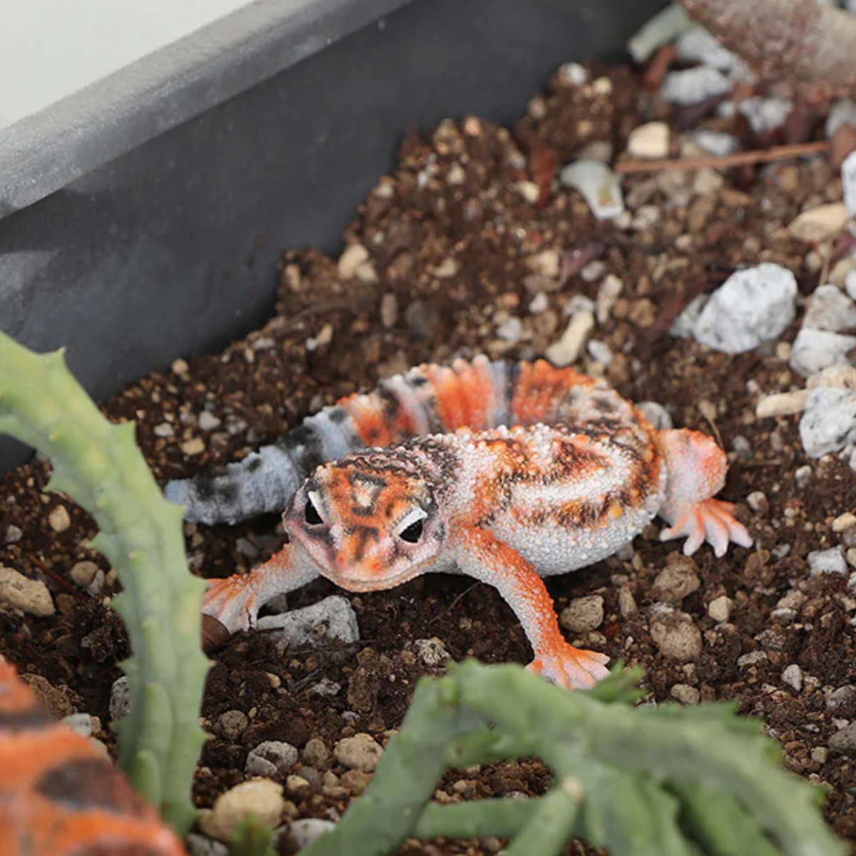 オブジェ REPTILES MAG ニシアフリカトカゲモドキ – ハウジー