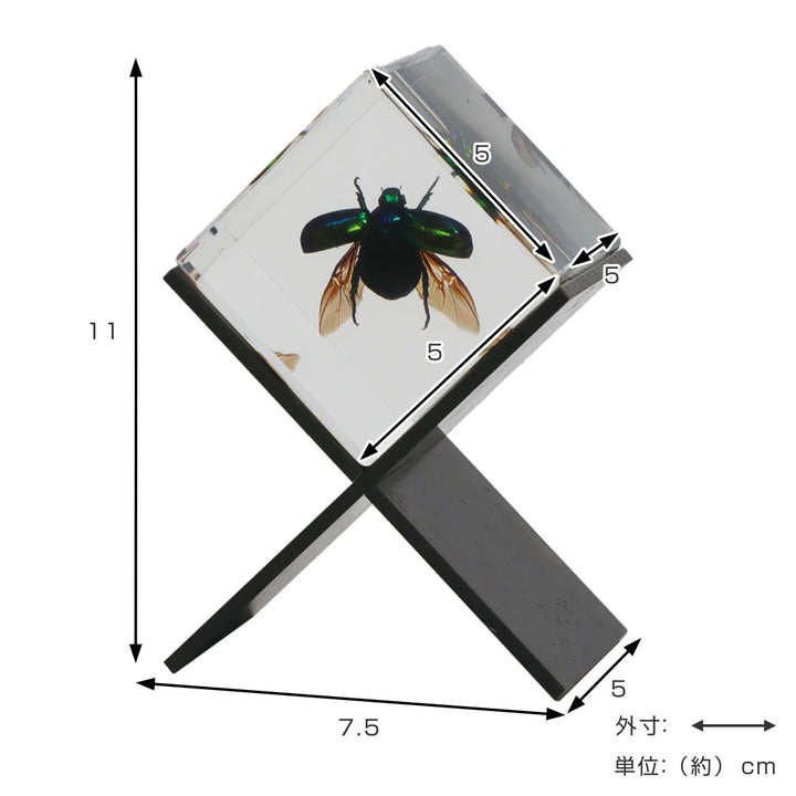 ペーパーウェイトCasimir昆虫標本ガラス