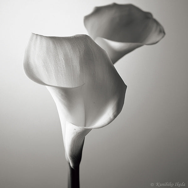 インテリアアート 池田邦彦 スタイリッシュフラワー 21 – ハウジー