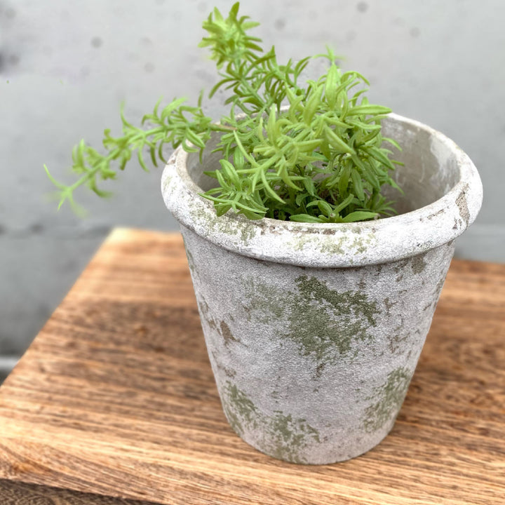 植木鉢モスティークコニックポットL直径16cmフラワーポット