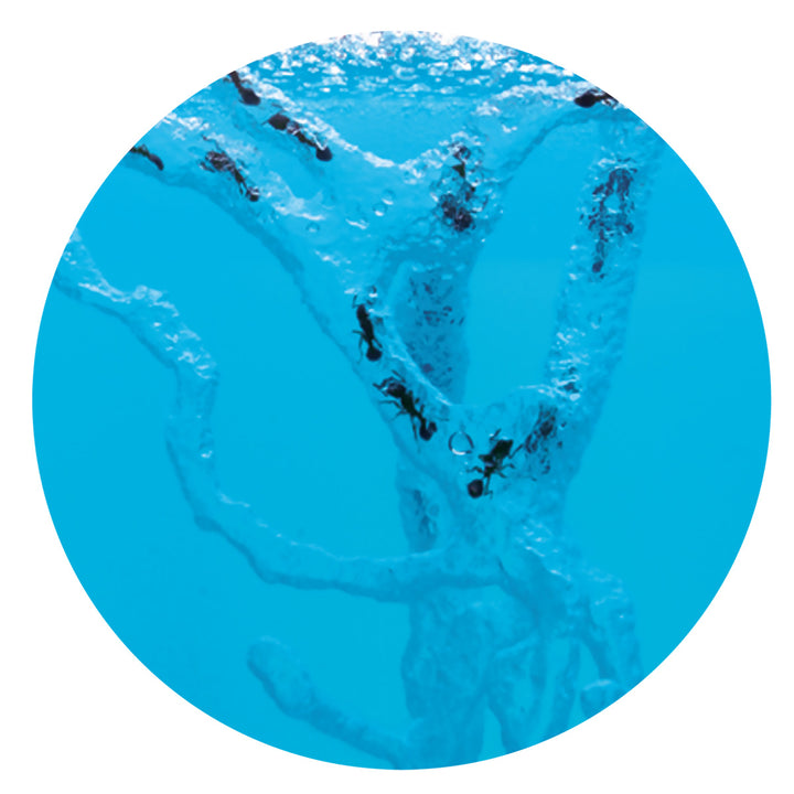 観察キットアリの巣観察キットまなびっこ自由研究