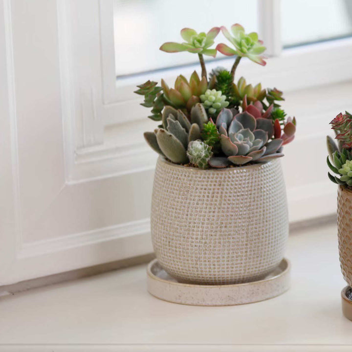 植木鉢ニードポットBタイプLサイズ受け皿付き