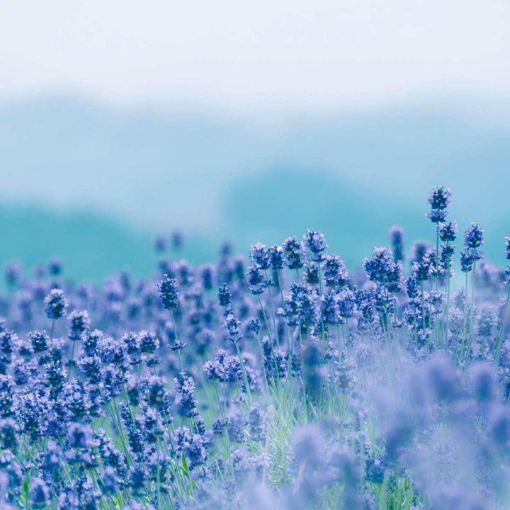 線香かたりべバラ詰ラベンダーホワイトローズ白梅