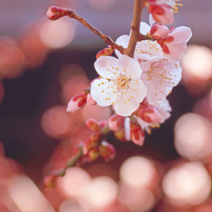 線香かたりべバラ詰ラベンダーホワイトローズ白梅