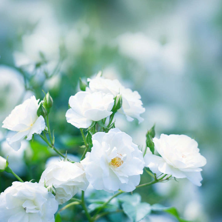 線香かたりべバラ詰ラベンダーホワイトローズ白梅