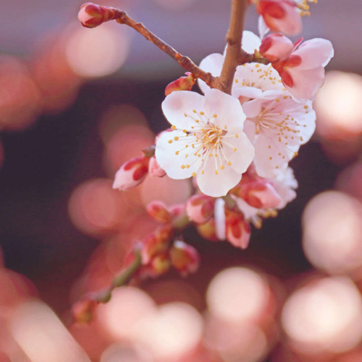 線香かたりべミニ白梅ラベンダー