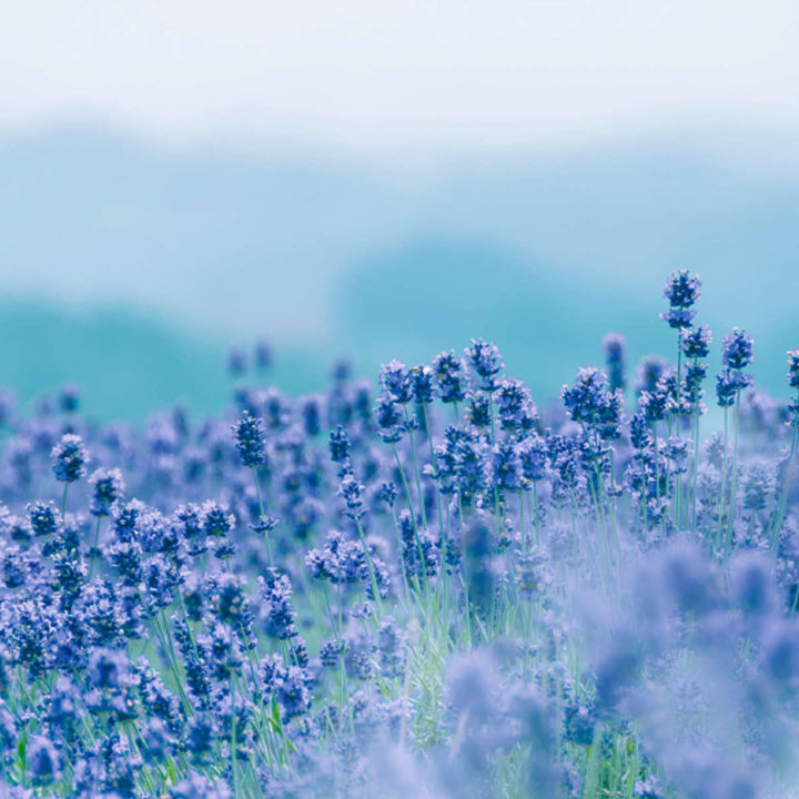 線香かたりべミニ白梅ラベンダー