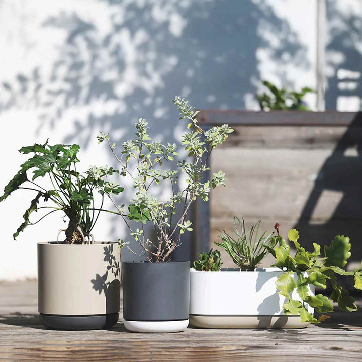 植木鉢エスジーアイポットS5号受け皿付き