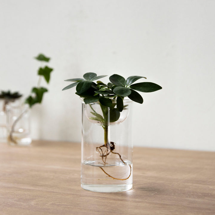 花瓶MINIBULBVASE水栽培ガラスベース11cm水耕栽培
