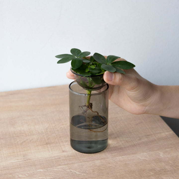 花瓶MINIBULBVASE水栽培ガラスベース11cm水耕栽培