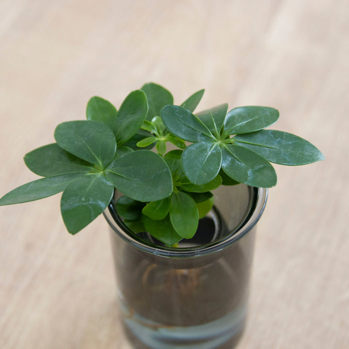 花瓶MINIBULBVASE水栽培ガラスベース11cm水耕栽培