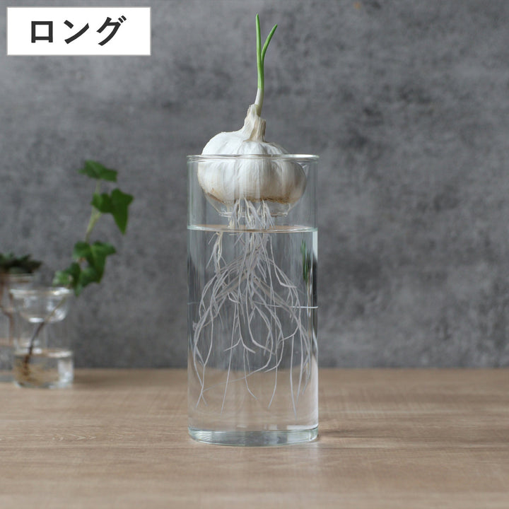 花瓶BULBVASE水栽培ガラスベースロング水耕栽培