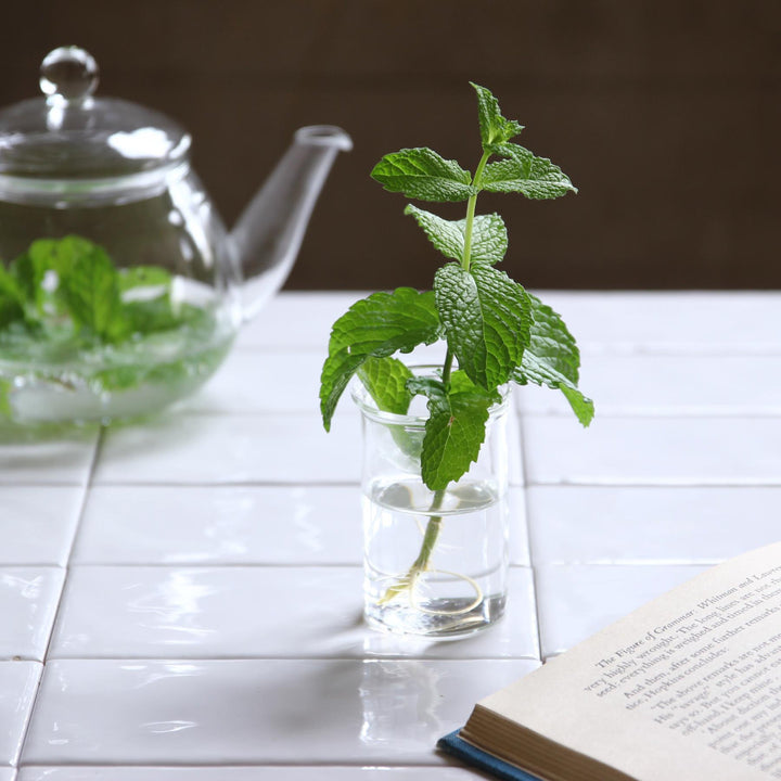 花瓶BULBVASE水栽培ガラスベースロング水耕栽培