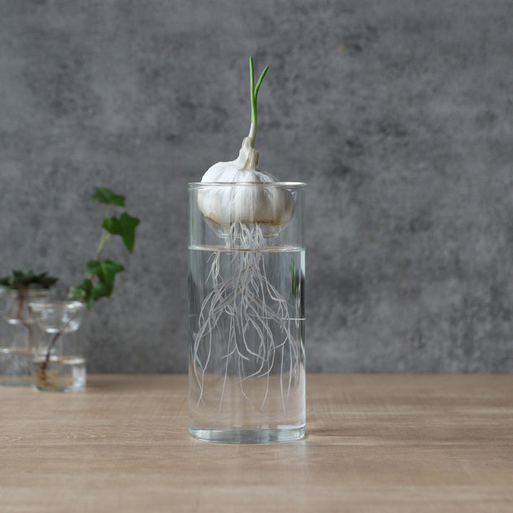 花瓶BULBVASE水栽培ガラスベースロング水耕栽培
