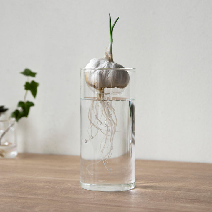 花瓶BULBVASE水栽培ガラスベースロング水耕栽培