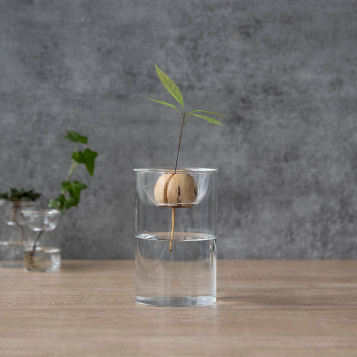 花瓶BULBVASE水栽培ガラスベースショート水耕栽培