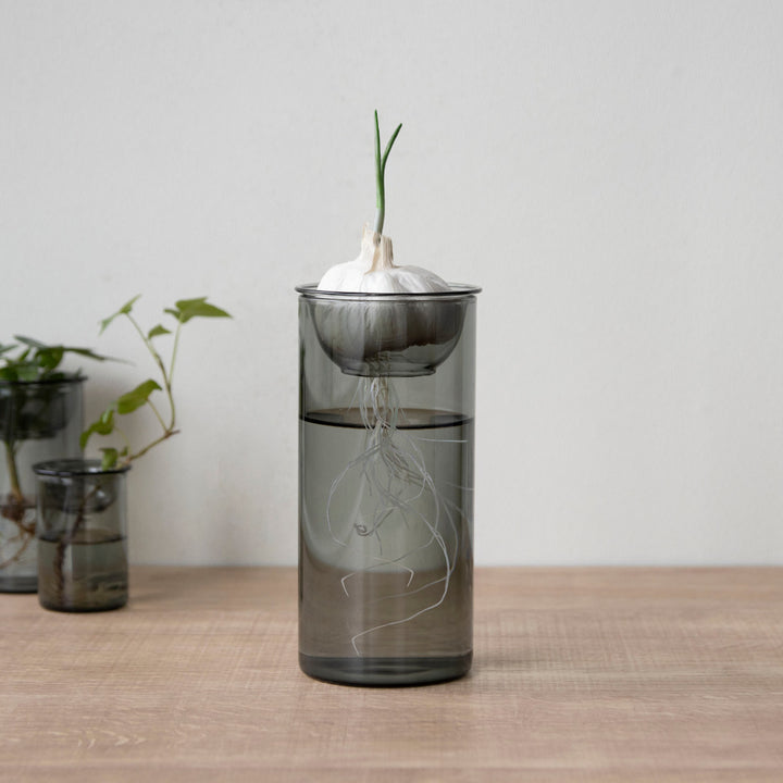 花瓶BULBVASE水栽培ガラスベースロング水耕栽培