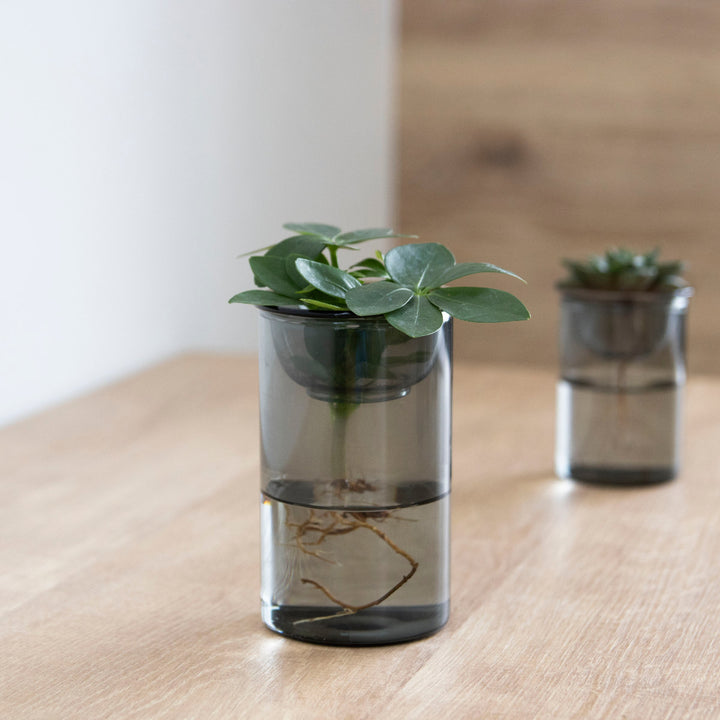 花瓶MINIBULBVASE水栽培ガラスベース7cm水耕栽培