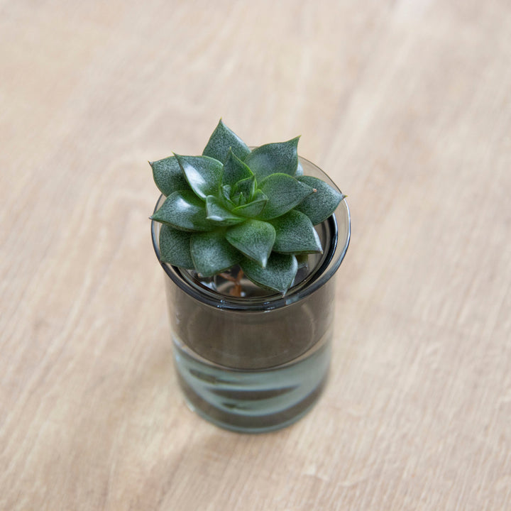 花瓶MINIBULBVASE水栽培ガラスベース8.5cm水耕栽培