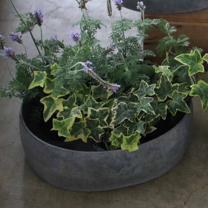 鉢ブリキプランターオーバルS