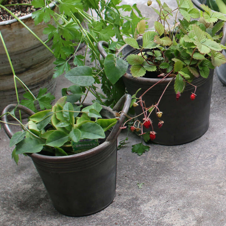 植木鉢ブリキハンドルポットS