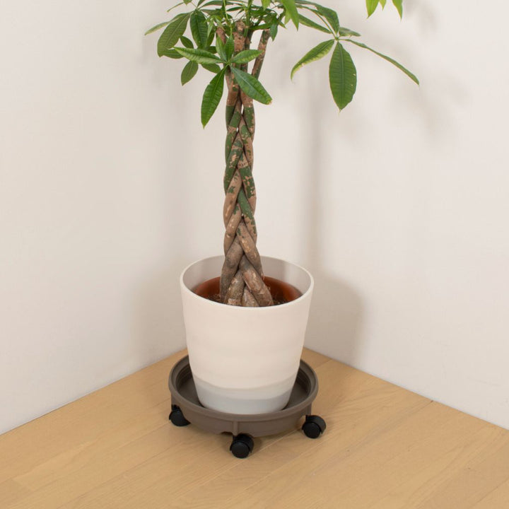 花台鉢受プレートキャスター付350型