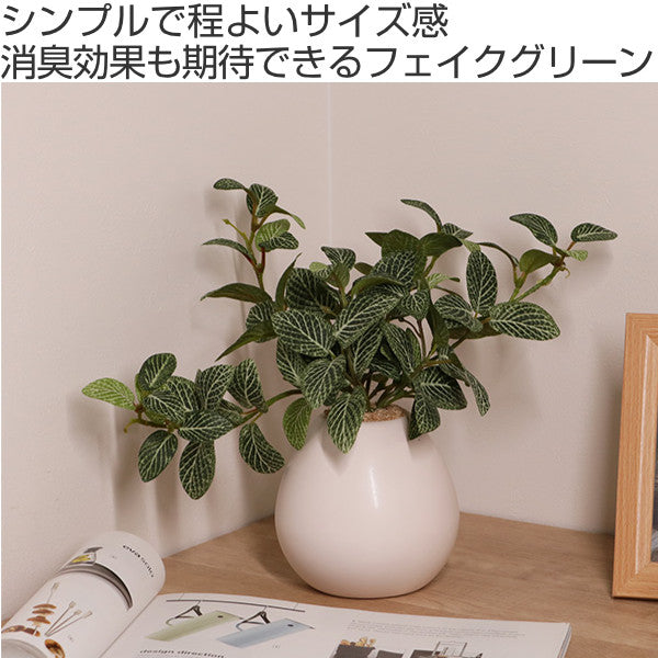人工観葉植物 フィットニア 18cm フェイクグリーン 造花 光触媒 – ハウジー