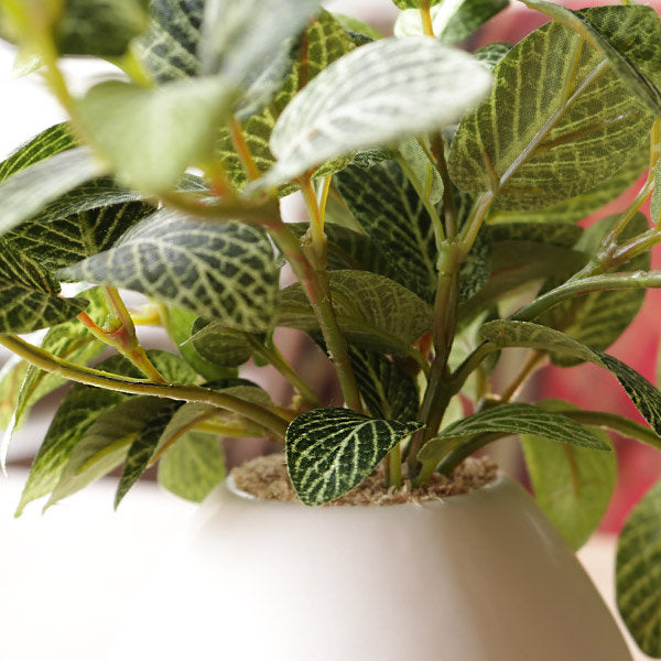人工観葉植物 フィットニア 18cm フェイクグリーン 造花 光触媒