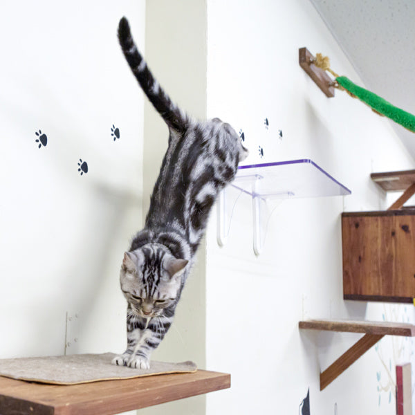 キャットステップ Cat Steps 壁 ワイドステップ 透明 クリア キャットウォーク