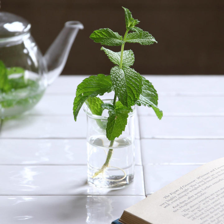 花瓶 MINI BULB VASE 水栽培ガラスベース クリア 7cm -6