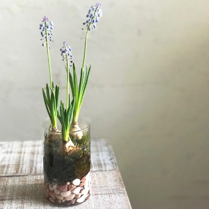 花瓶 MINI BULB VASE 水栽培ガラスベース クリア 11cm -6