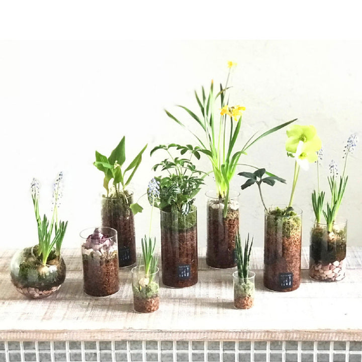 花瓶 BULB VASE 水栽培ガラスベース クリア ラウンドドーム -17