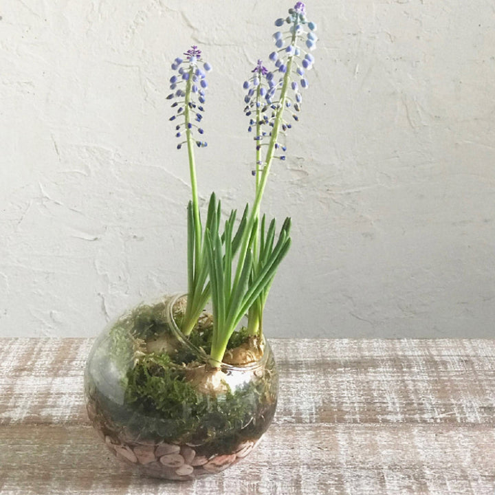 花瓶 BULB VASE 水栽培ガラスベース クリア ラウンドドーム -7