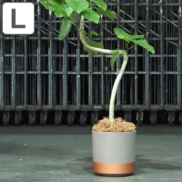 プランター FR円柱ツートーンタープ 直径35×高さ35.5cm -2