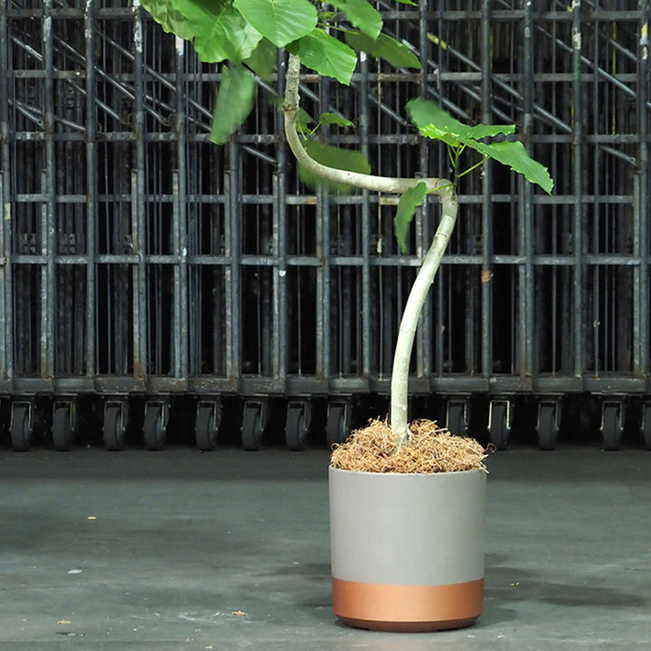 プランター FR円柱ツートーンタープ 直径35×高さ35.5cm -6