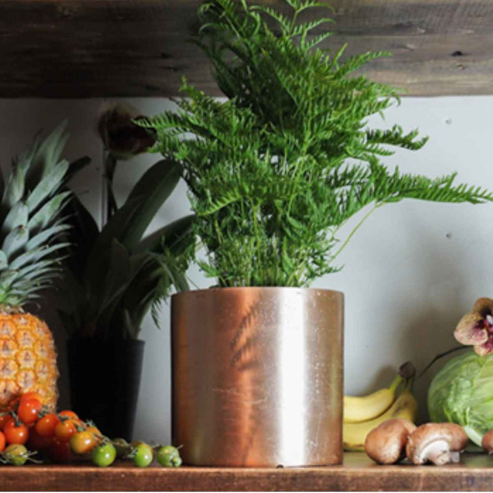 植木鉢 AMシリンダーポット 5号 -5