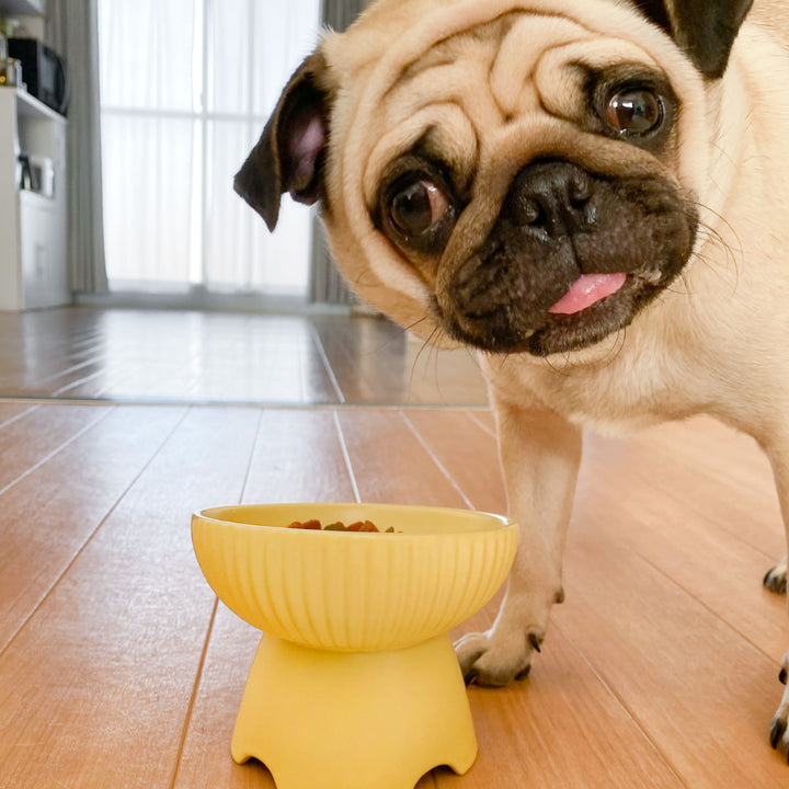 フードボウル犬猫高さがある陶器ペット